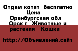 Отдам котят  бесплатно  › Цена ­ 10 - Оренбургская обл., Орск г. Животные и растения » Кошки   